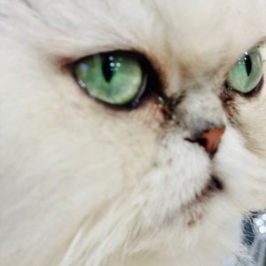 Meet your Posher, Elleni